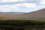 Moros y pinos, montañas de Wicklow, Irlanda.