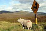 Ovejas y signo en Wicklow, Irlanda.