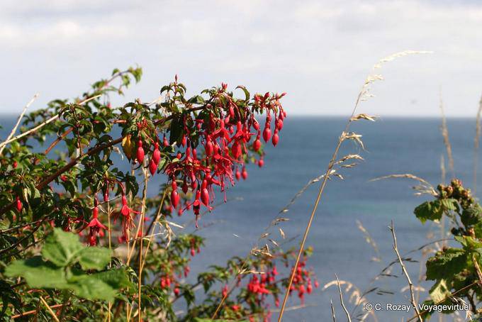 Fucsia Magallanes frente al mar, White Park Bay - Irlanda del Norte