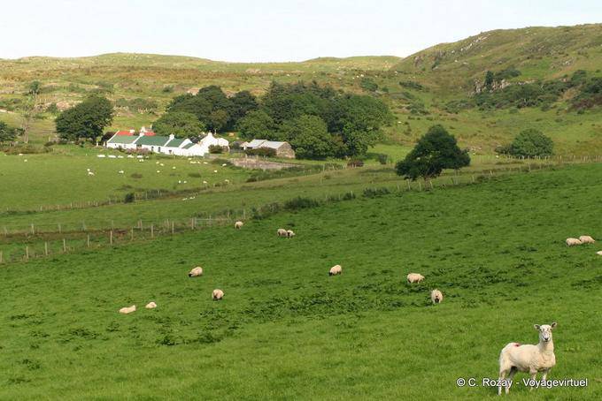 Ovejas en los campos de avanzada Fairhead - Irlanda del Norte