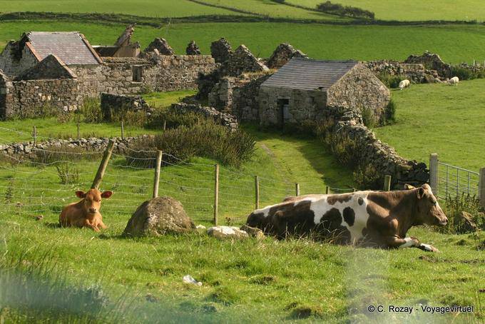 Vacas delante de las casas abandonadas a Fair Head - Irlanda del Norte
