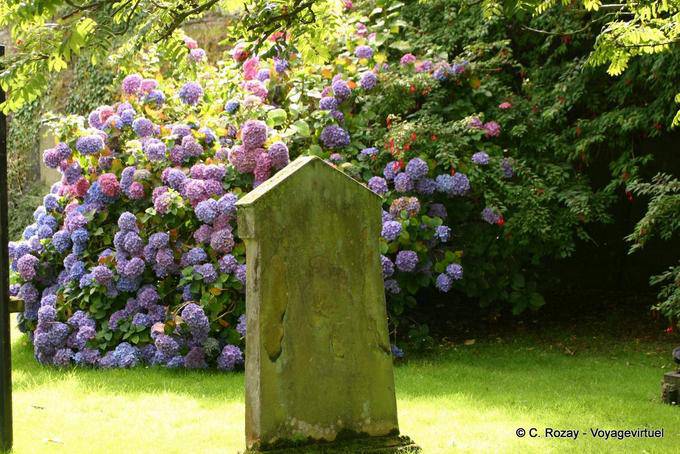 Estela delante de las hortensias iglesia de St Augustines, Derry - Irlanda del Norte