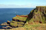 Flores y pájaro de mar, Calzada de los Gigantes, Irlanda del Norte.