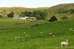 Ovejas en los campos de avanzada Fairhead, Irlanda del Norte.