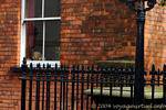 La pequeña rubia detrás de la ventana, Derry, Irlanda del Norte.