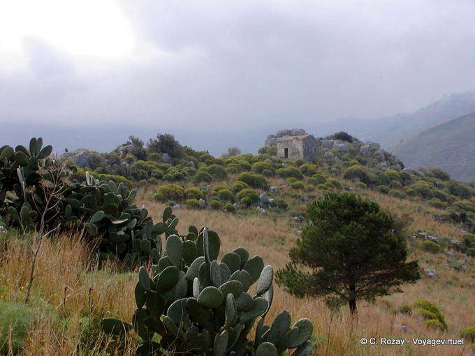 Cactus en el campo, Cefalu - Italia