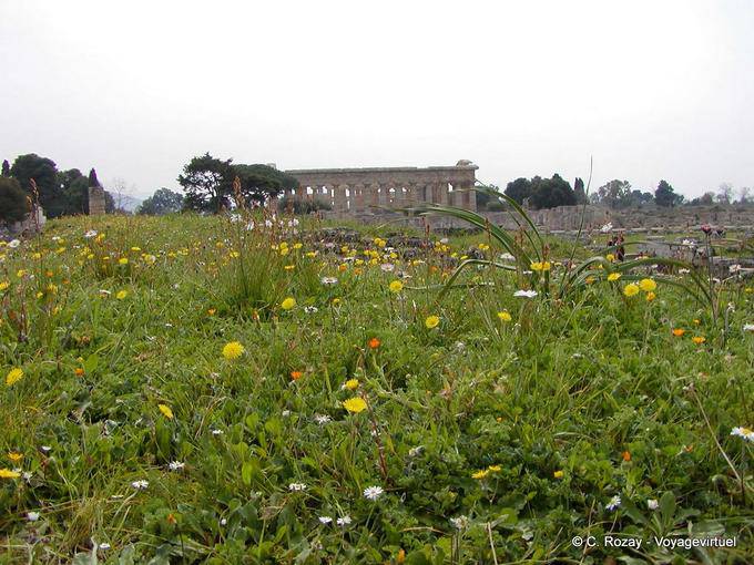 Campo de flores de primavera, Paestum - Italia