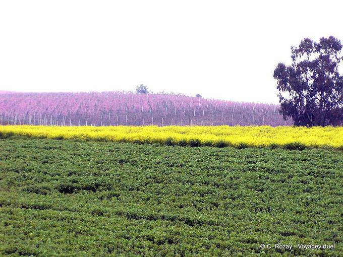 Los colores de la campiña italiana - Italia