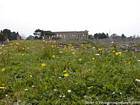 Campo de flores de primavera, Paestum, Italia.