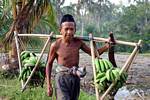 El saldo de la portadora de plátanos verdes, Java, Indonesia.