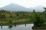 Campos de arroz de paisaje en medio de volcanes, paisaje Java, Indonesia.