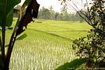 Campo de arroz con el joven tiernos brotes verdes, Java, Indonesia.