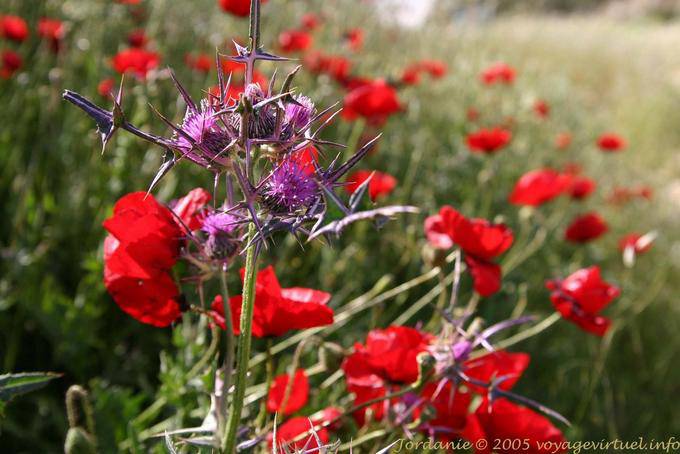 Cardo y amapolas, Ma'in - Jordania