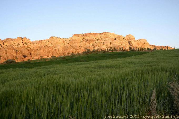 Campo de grano muy verde en el desierto, Petra Alrededor - Jordania