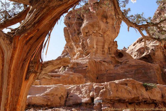Árbol de piel alrededor de la Deir, Petra - Jordania