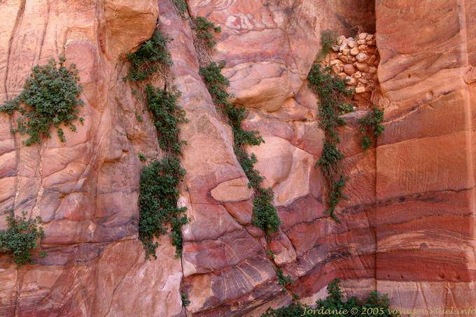 Vegetación apego a las fallas del acantilado, Petra Khubta - Jordania