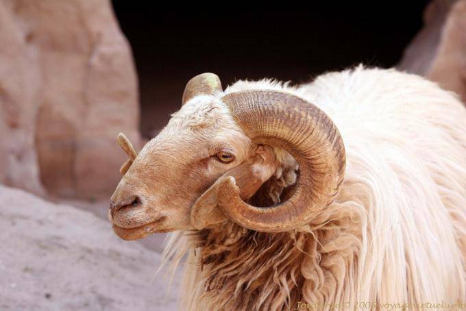 Cabra caminando a través de las gargantas del Wadi Al-Farasa, Petra - Jordania