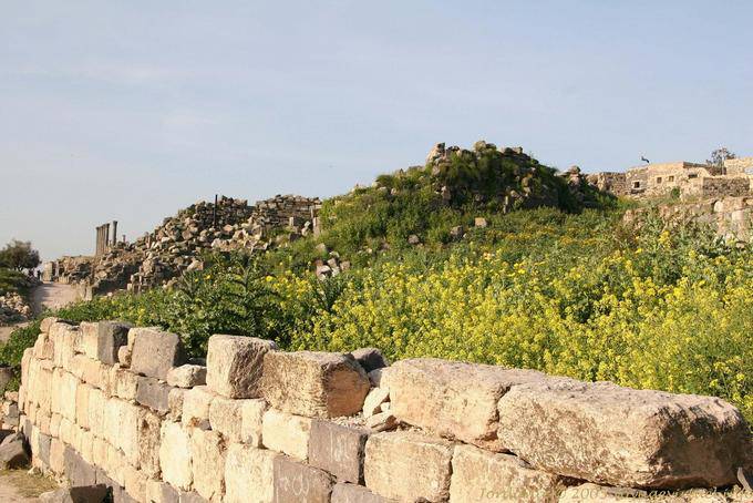 Flores entre la ciudad de Umm Qays y la antigua Gadara - Jordania