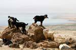 Cabras en rocas con vistas al Mar Muerto, Jordania.