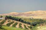 Culturas en el desierto mineral, Jordania, Jordania.