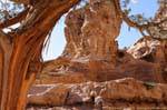 Árbol de piel alrededor de la Deir, Petra, Jordania.