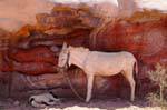 El burro y el perro dormido a la sombra del acantilado, Petra Khubta, Jordania.