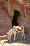 Mula blanca delante de la entrada de una tumba, Petra Khubta, Jordania.