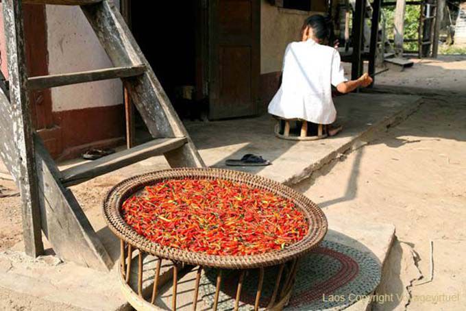 Peppers, Ban Xanhai, Laos