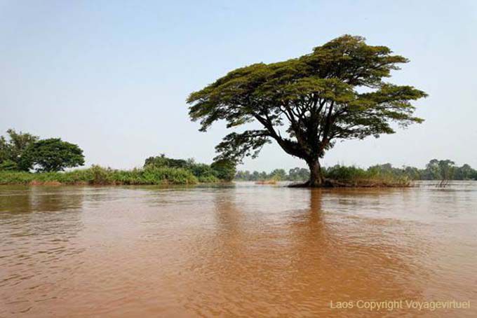 Árbol en el medio del río, Det Island, Laos