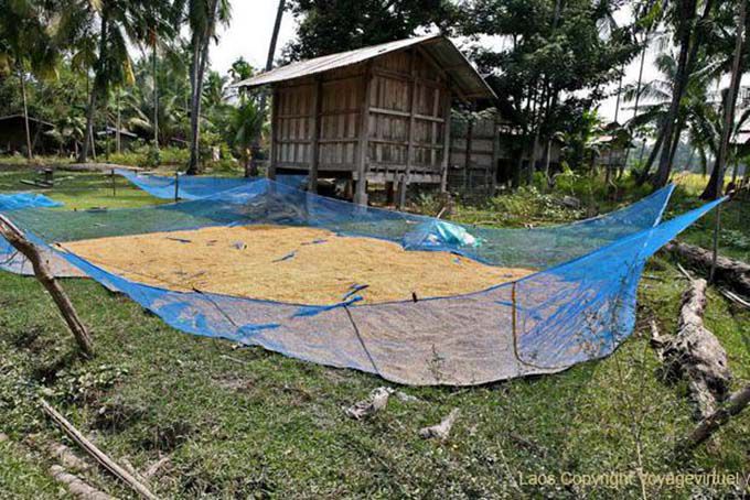 Arroz secado, Khone Island, Laos