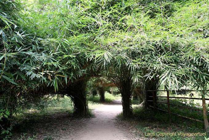 Vegetación en el camino Mama Dam, Khone Island, Laos