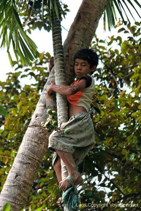 Betel recogiendo peligrosa, Khone Island, Laos