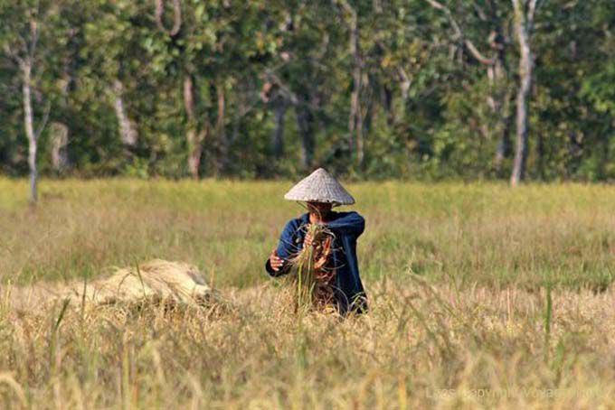 Cosecha del arroz en Ban Thakho, Laos