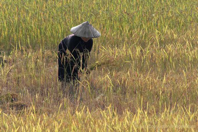 Cultura tradicional Lao Ban Thakho, Laos