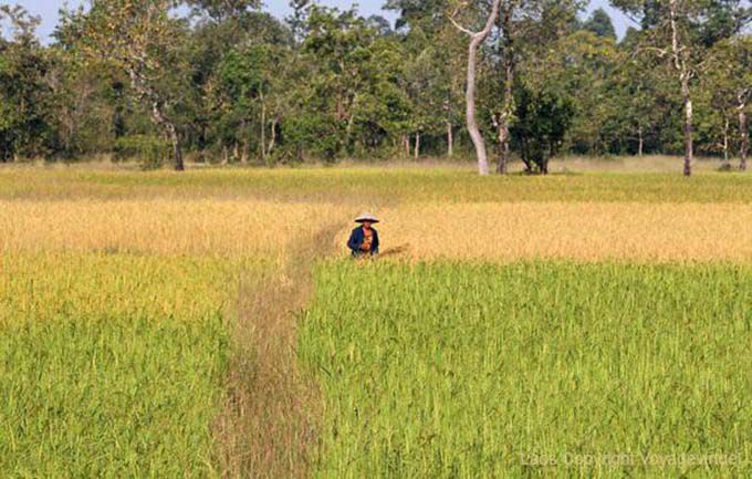 La licitación para la madura Ban Thakho, Laos