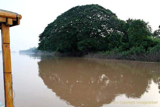 Bola del árbol, el Mekong, Laos Sur, Laos