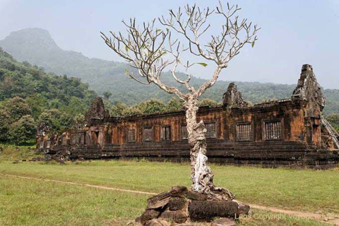 Frangipani en el palacio del Norte, Wat Phu, Laos