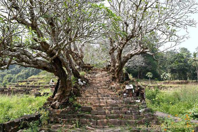 Escalera cubierta de frangipani, Wat Phu, Laos