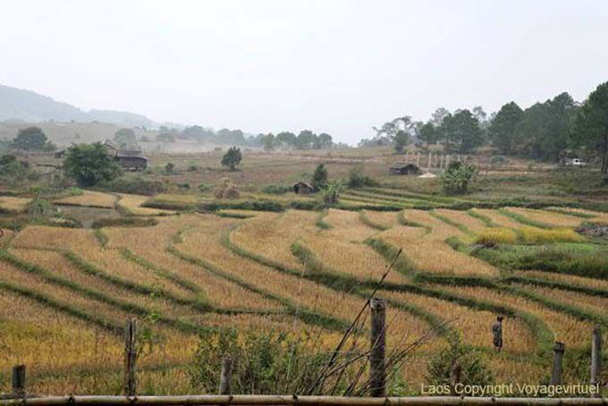 Campos esculpidos Xieng Khouang, Laos