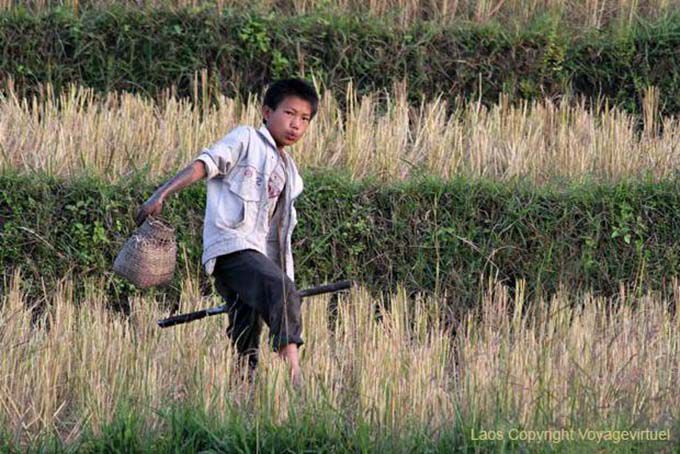 Niño en escoger los campos de arroz de cangrejo, Xieng Khouang, Laos