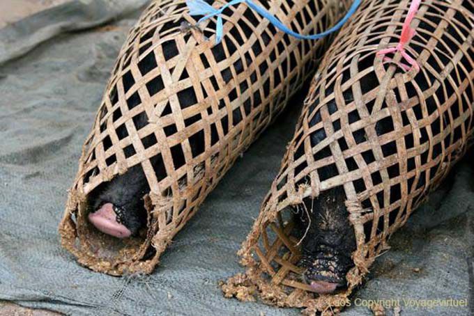 Cerdos envasados, Xieng Khouang, Laos