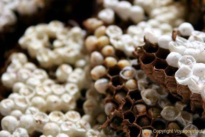 Larvas Hornet al gusto, Xieng Khouang, Laos