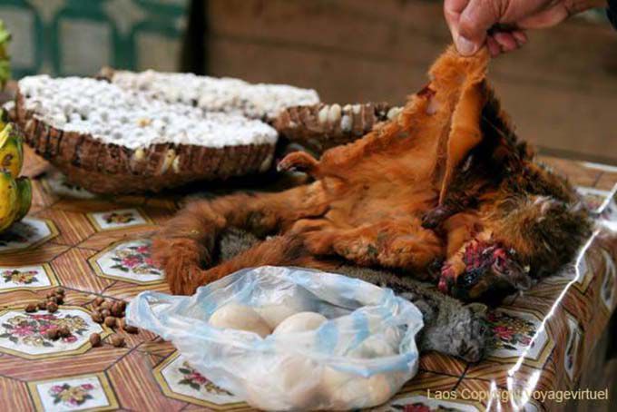 Ardilla voladora se ofrece al mercado, Xieng Khouang, Laos