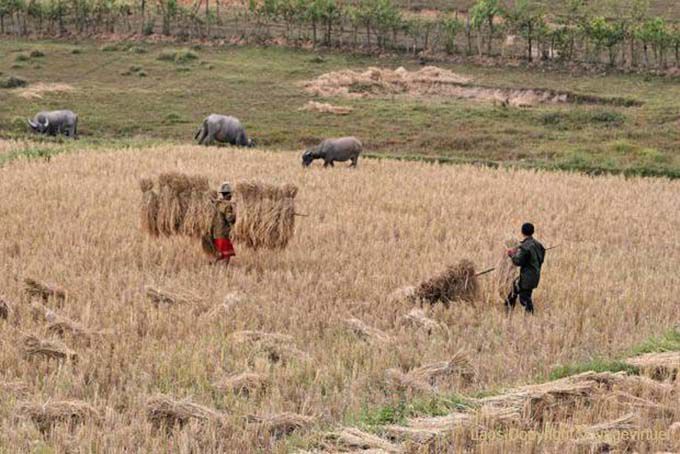 El trabajo duro en los campos, Xieng Khouang, Laos