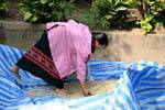 Clasificación de la cosecha de arroz Ban Xanhai, Laos.