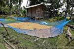 Arroz secado, Khone Island, Laos.