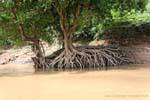 Embrollo Root lo largo del río Mekong, Luang Prabang, Laos.