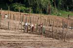 Cultivadores pleno esfuerzo, Luang Prabang, Laos.