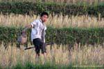 Niño en escoger los campos de arroz de cangrejo, Xieng Khouang, Laos.