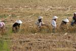 Sombreros agricultores en los campos, Hmong, Xieng Khouang, Laos.